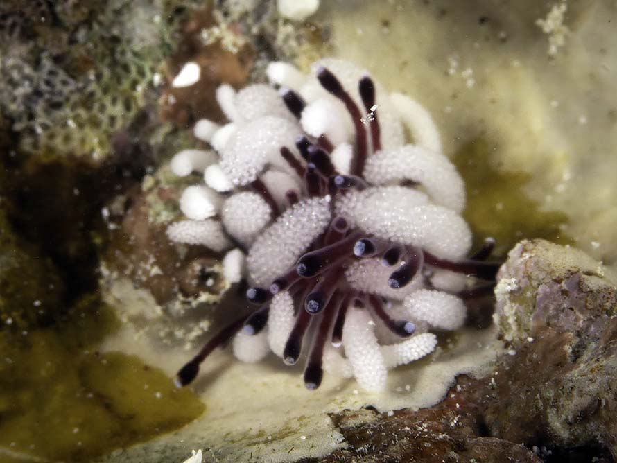 Tergiposacca longicerata